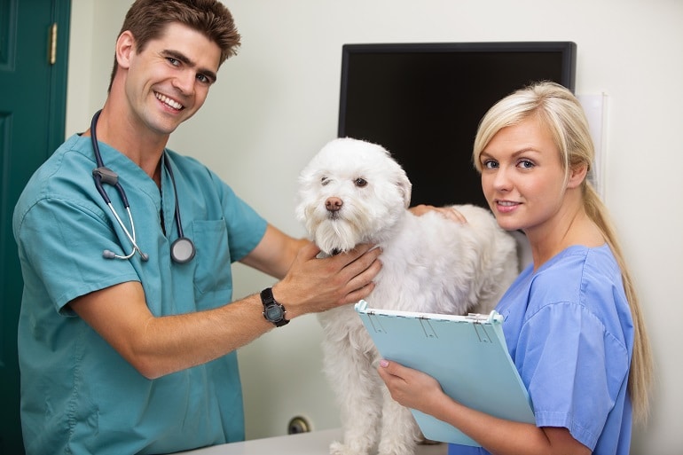 Vets and Animal Clinics